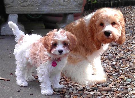 Randy - Cavapoo Puppy for Sale in Baltic, OH. Femal