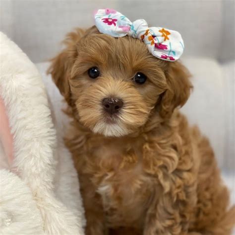 Cavapoo puppies for sale houston. Cavapoo Breeder Information. 2. Choice Paws Cavapoos. Choice Paws, located in Utah and close by to Colorado, is a breeder that focuses on the quality of all the Cavapoo puppies in their care. This business exclusively breeds Goldendoodles and Cavapoos, so they are well-versed in these breeds' needs and attributes. 