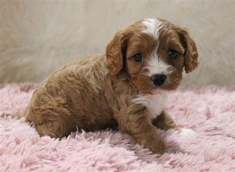 Please view our "Cockapoo Puppies for Sale" page to see current pictures, prices, and information on puppies that we have available for adoption. A Cockapoo is a mix of Cocker Spaniel and Poodle resulting in a small, low to non-shedding, low to non-allergenic puppy that is highly intelligent with an excellent personality. Cockapoos are very mild. 