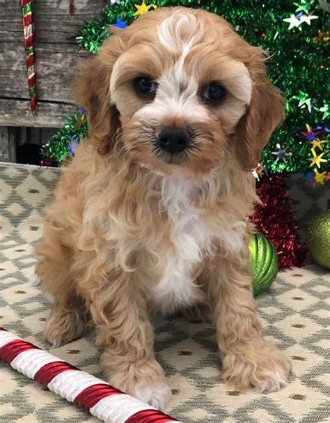 Age: 6 Weeks Old. Location: USA WOOSTER, OH, USA. Born January 30, 2024 Litter of seven. Tri AKC King Charles Cavalier Spaniel dam. Black, white, and Tri Mini Poodle sire. Tags: Cavapoo Litter for sale in WOOSTER, OH, USA. Items per page:. 