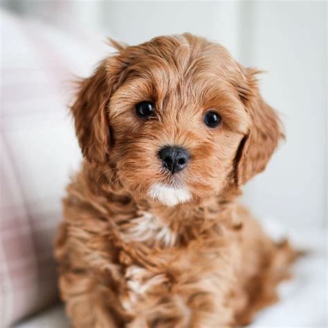 The average price for a Cavapoo puppy in Illinois is between $800 and $1,200. However, the price can vary depending on the breeder’s location, the quality of the puppy, and the type of Cavapoo. Other reasons the price of a Cavapoo puppy might be higher than normal: If the puppy has champion bloodlines.. 