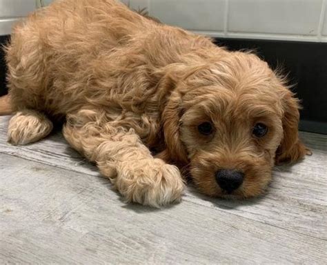 Welcome to the Cavapoo Puppies Rescue and Rehoming society! - PLEASE READ THE RULES BEFORE POSTING Not following these rules will result in removal from the group. PLEASE REPORT ANY POSTS OR COMMENTS.... 