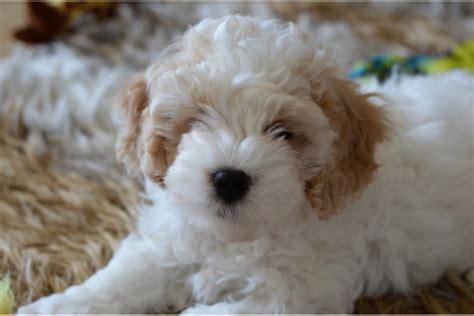 Cavapoo valp