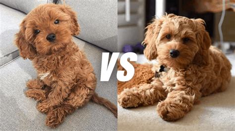Cavapoo vs cockapoo. The gorgeous Cockapoo is a mixed-breed dog. He comes from mixing the Cocker Spaniel with a Poodle.Both these dogs have their own histories. Known as a ‘designer dog’, the Cockapoo has been around since the … 