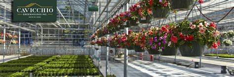 Cavicchio Greenhouses, Inc. - Home - Facebook