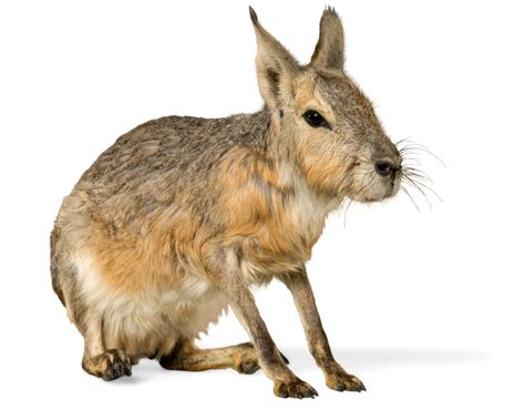 Cavvy Definition & Meaning - Merriam-Webster