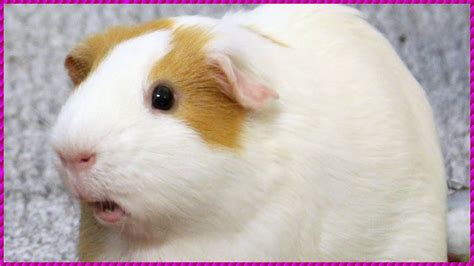 Nov 20, 2019 · A guinea pig that is unhappy or annoyed will make this noise. Your guinea pig wants to be left alone when he makes this noise so a cage-mate may be bothering him. Do you have toys for your guinea pigs? Some cat toys make great guinea pig toys! Consider getting a playpen for your guinea pig. A playpen gives them a designated area for fun ... .