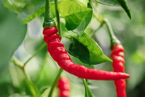 Cayenne Pepper Onlyfans Naked