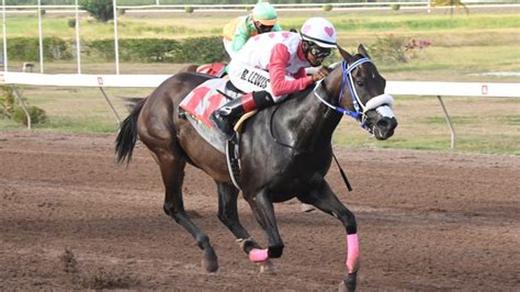 Leading jockey Reyan Lewis restablished his dominance of the race for this year's jockey's championship with a sparkling 5-timer at Caymanas Park on Saturday including the winner of the feature event and also one section of the divided co-feature. Four of Lewis' winners were saddled by champion trainer and current leader Jason DaCosta.. 