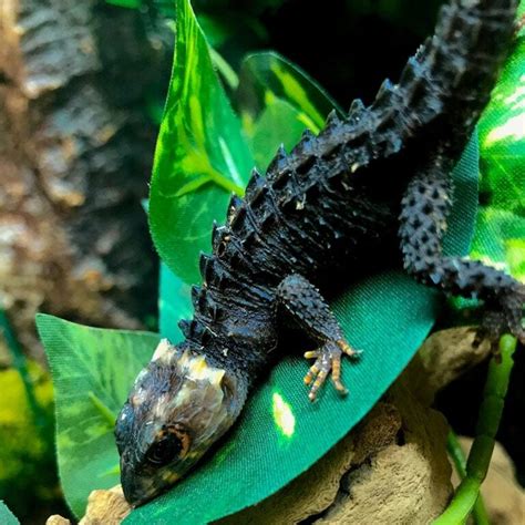 CBReptile.com is a family owned and operated reptile for sale business that is proud to sell ONLY healthy captive bred reptiles for sale online. With a real biologist on-site, you can buy with confidence that your new pet reptile for sale will arrive overnight the following morning via UPS or FedEx.. 