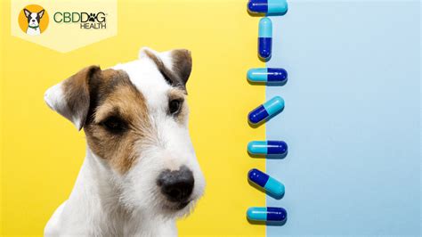 Cbd And Antibiotics Dogs