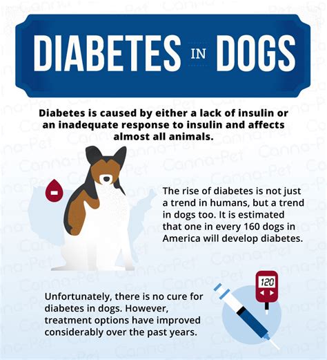 Cbd And Diabetic Dogs