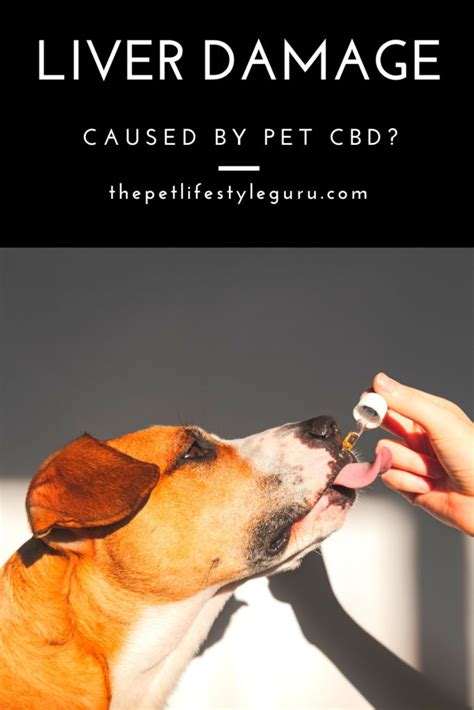 Cbd And Liver Disease In Dogs