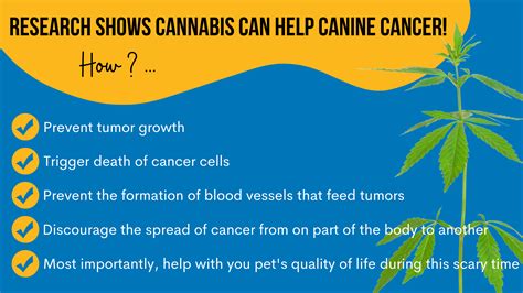 Cbd And Marijuana For Dog Cancer