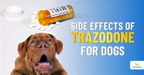 Cbd And Trazodone For Dogs