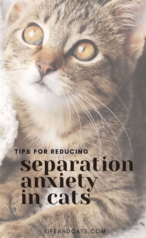 Cbd Cat Separation Anxiety