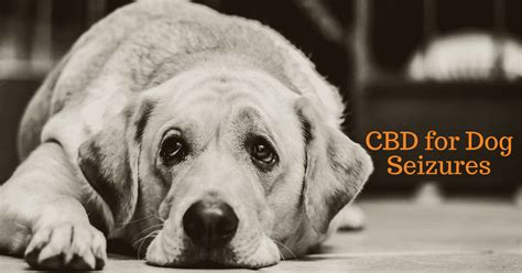 Cbd Causes Seizures In Dogs