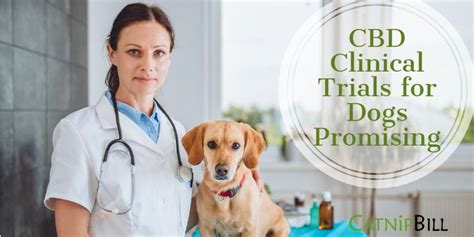 Cbd Clinical Trials Dogs
