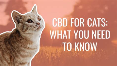 Cbd For Cat Behavior