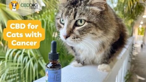 Cbd For Cats And Cancer