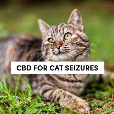Cbd For Cats Seizures