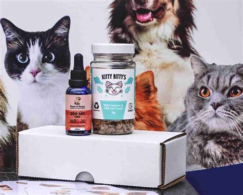 Cbd For Cats With Asthma