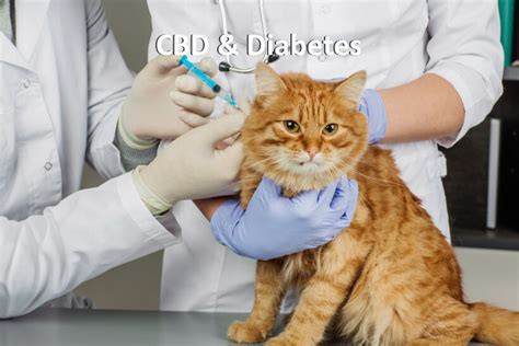 Cbd For Diabetic Cats