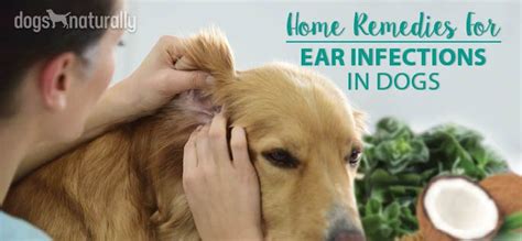 Cbd For Dog Ear Infection