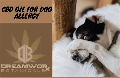 Cbd For Dogs Help With Allergies