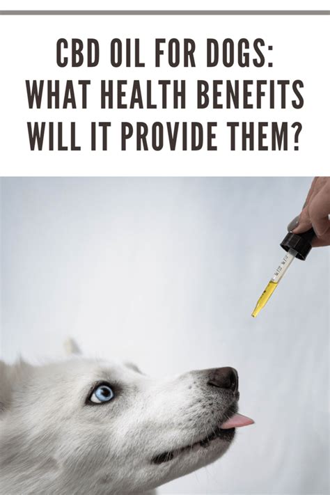 Cbd For Dogs Psychoactive Effect