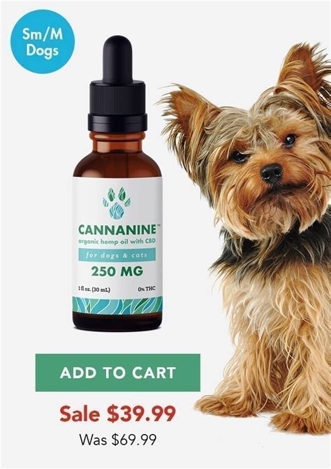 Cbd For Dogs To Increase Appetite