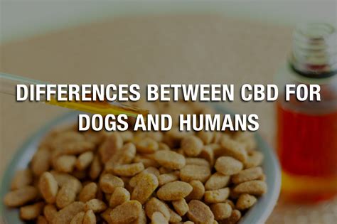 Cbd For Dogs Vs Cbd For Humans
