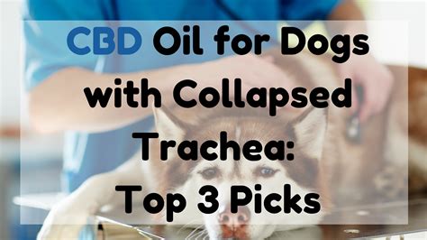 Cbd For Dogs With Collapsed Trachea