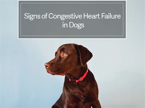 Cbd For Dogs With Congestive Heart Failure