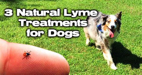 Cbd For Dogs With Lyme Disease