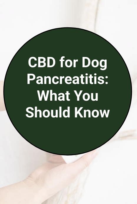 Cbd For Dogs With Pancreatitis