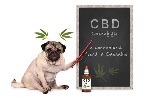 Cbd For Old Dogs Pain