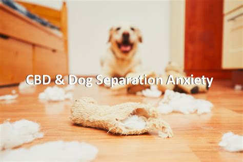 Cbd For Separation Anxiety Dogs
