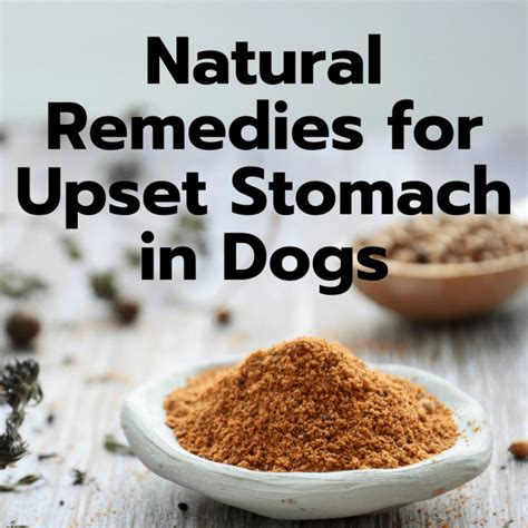 Cbd For Upset Stomach In Dogs