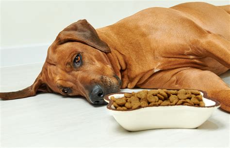 Cbd Increases Dog Appetite