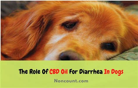 Cbd Oil Diarrhea Dogs