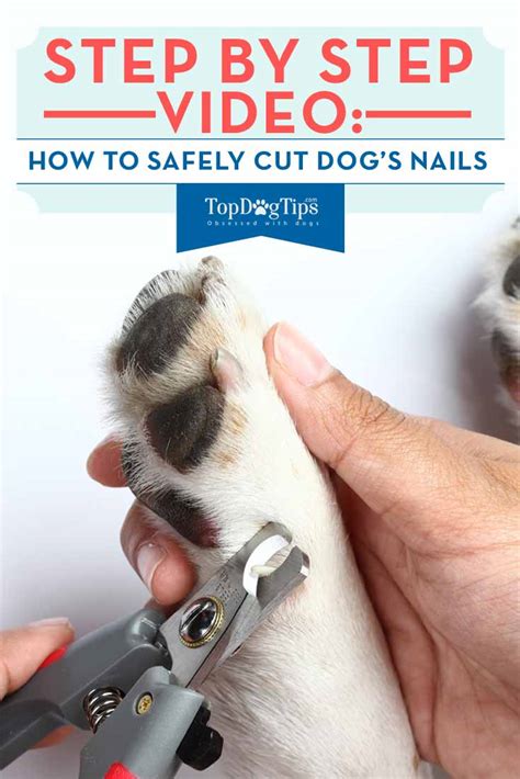 Cbd Oil Dog Cutting Nails