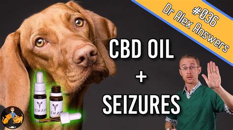 Cbd Oil Dog Seizurs