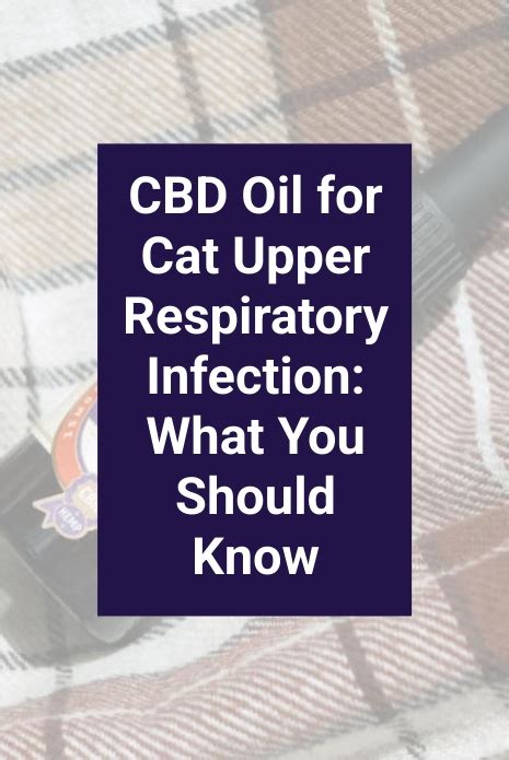 Cbd Oil For Cat Upper Respiratory Infection