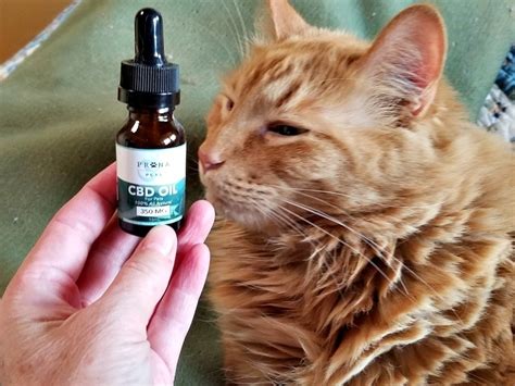 Cbd Oil For Cats With Cancer Dosage