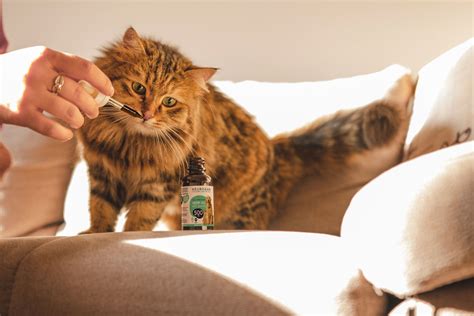 Cbd Oil For Cats With Separation Anxiety