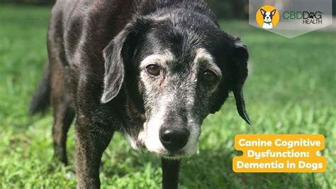 Cbd Oil For Dementia In Dogs