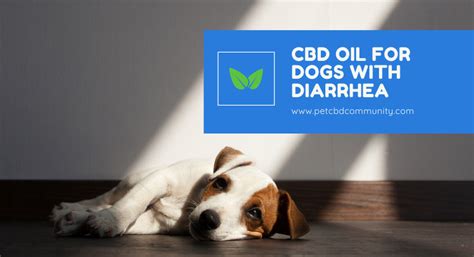 Cbd Oil For Dog With Diarrhea