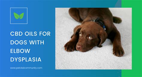 Cbd Oil For Dogs With Elbow Dysplasia
