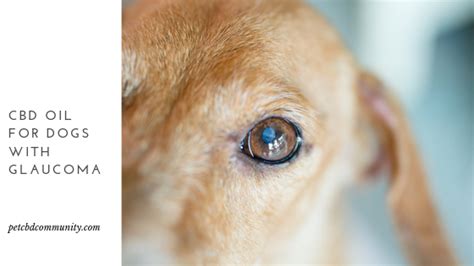 Cbd Oil For Dogs With Glaucoma